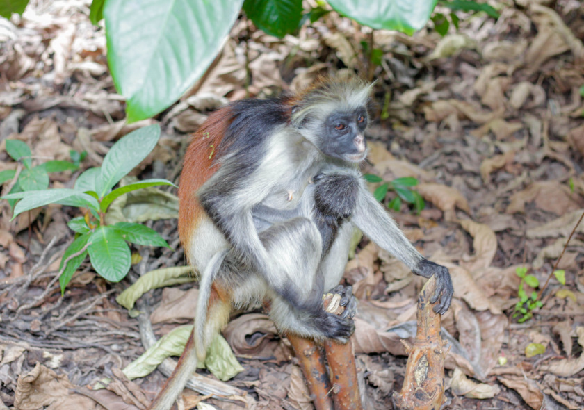 Red colobus monkeys in Jozani Forest