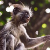 Red Colobus - Jozani forest Blog Post 1