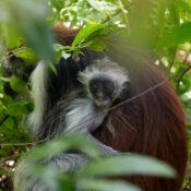 Red Colobus - Jozani forest Blog Post 2