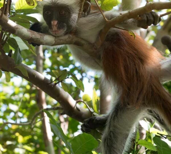 Jozani forest red colobus monkey lie on tree 3