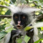 Red Colobus - Jozani forest Blog Post 3