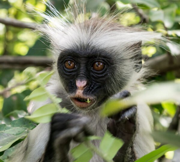 Red Colobus - Jozani forest Blog Post 3