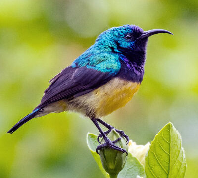 Jozani Birds Tour
