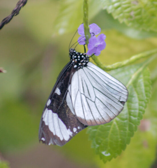 🦋 Jozani Butterfly Tours