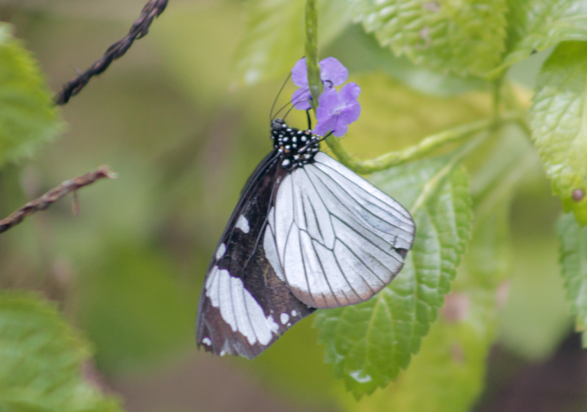 🦋 Jozani Butterfly Tours